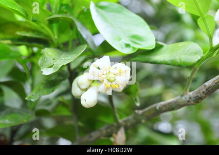 Grapefruit blossom in the spring time Stock Photo