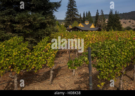 vineyards, wine tasting, Vineyard House, Paraduxx Winery, Yountville, Napa Valley, California, United States, North America Stock Photo