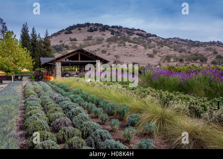 Outdoor wine tasting, Paraduxx Winery, Yountville, Napa Valley, California, United States, North America Stock Photo