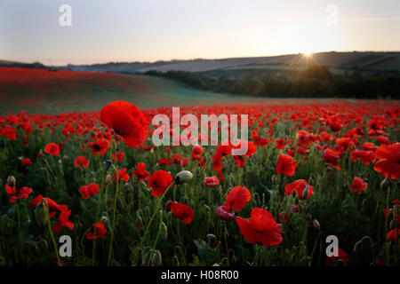 A swathe of poppies glow red in as the sun rises over the South Downs at Pycombe near Brighton in southern Engalnd UK Stock Photo