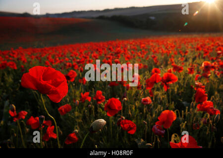 A swathe of poppies glow red in as the sun rises over the South Downs at Pycombe near Brighton in southern Engalnd UK Stock Photo