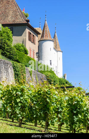 Grapevines on the slopes below Nyon Castle, Nyon, Vaud, Switzerland Stock Photo