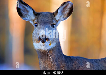 Mule Deer Doe in winter, portrait closeup Stock Photo