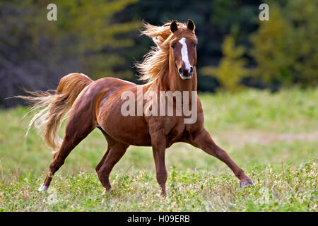 Chestnut Arabian Stallion running in meadow Stock Photo