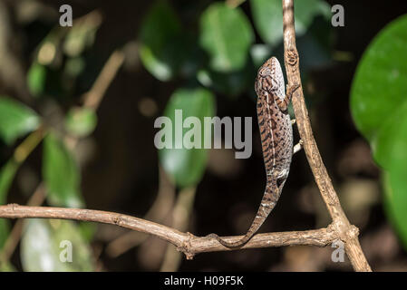 Carpet chameleon (white-lined chameleon) (Furcifer lateralis), endemic to Madagascar, Africa Stock Photo