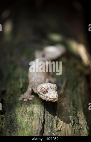 Leaf-tailed gecko (Baweng Satanic leaf gecko) (Uroplatus phantasticus), endemic to Madagascar, Africa Stock Photo