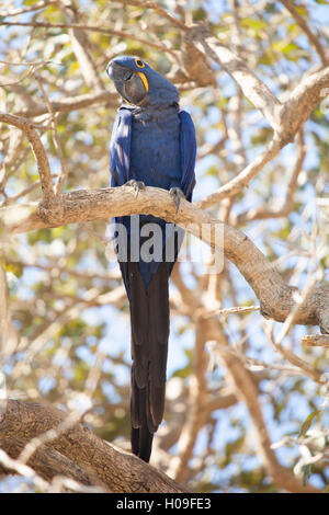 Hyacinth macaw (Anodorhynchus hyacinthinus) (hyacinthine macaw), Brazil, South America Stock Photo