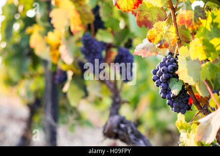 Grapes ripening in the sun at a vineyard in the Alto Douro region, Portugal, Europe Stock Photo