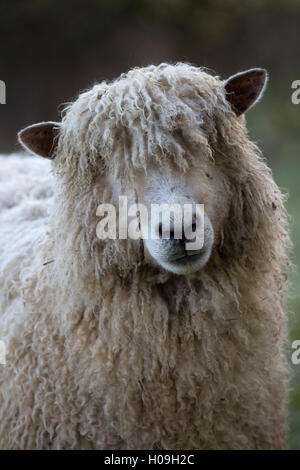 Cotswold Lion breed of sheep, Cotswolds, Gloucestershire, England, United Kingdom, Europe Stock Photo
