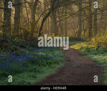 A view of the bluebells in the woodland at Blickling, Norfolk, England, United Kingdom, Europe Stock Photo