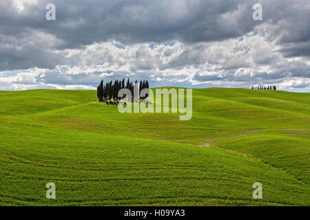 Group of Cypresses in cornfield, San Quirico d'Orcia, Val d'Orcia, Tuscany, Italy Stock Photo