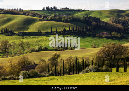 Tuscan hilly countryside with cypresses, near Montenori, Tuscany, Italy Stock Photo