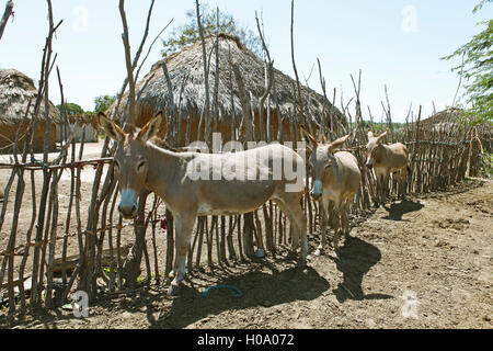 Donkey (Equus africanus asinus) in front of mud huts, Tana Orma ethnic group settlement, Tana River Delta, Kenya Stock Photo