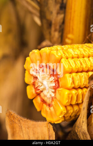 Corn ob with grains cross section on the stalk. Stock Photo