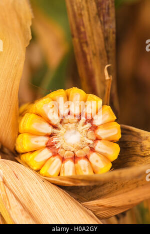 Corn ob with grains cross section on the stalk. Stock Photo