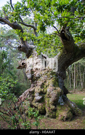 An extremely old, about 900 years, oak tree in a swedish nature reserve at the island Oland Stock Photo