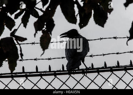 Dark silhouette of Corvus corone crow perched on a barbed wire fence under leaves Stock Photo