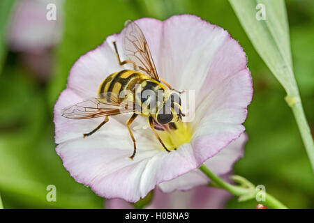 Hoverfly  (Myathropa florea)  feeding on field bindweed Stock Photo