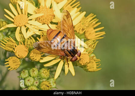 Female Hoverfly  (Volucella inanis) Stock Photo