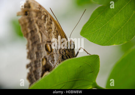 Giant owl butterfly sitting on a leaf Stock Photo