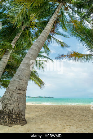Coconut trees on the beach in Lamai Koh Samui island Thailand Stock Photo