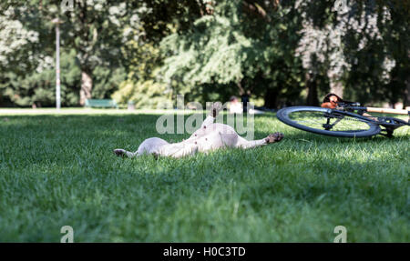 Dog lying on back in park with bike, teats up in air Stock Photo