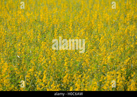 Sunhemp or Crotalaria juncea flower field, Thailand Stock Photo