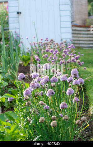 allium flowers Stock Photo