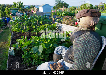 Scarecrow on allotment, UK Stock Photo