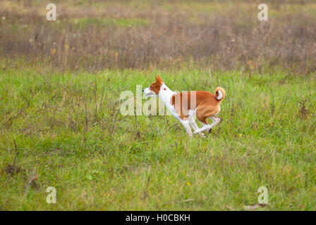 Basenji dog running in an autumnal field Stock Photo