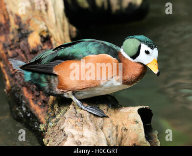 Male African Pygmy Goose at WWT Slimbridge in September 2013.