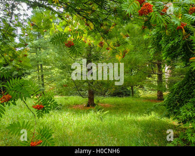 Beautiful woodland scene of sun shining on rowan trees with their red berries and soft green grass Stock Photo