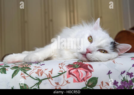 House cat lying and resting Stock Photo