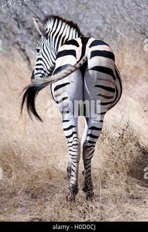 Vertical Back view of a Burchell's zebra, highlighting its distinctive stripes and unique pattern, captured in South Africa for wildlife photography Stock Photo