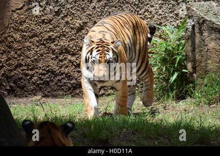 Phantera Thigris,also known as royal bengal tiger at Aurora Zoo, Guatemala Stock Photo