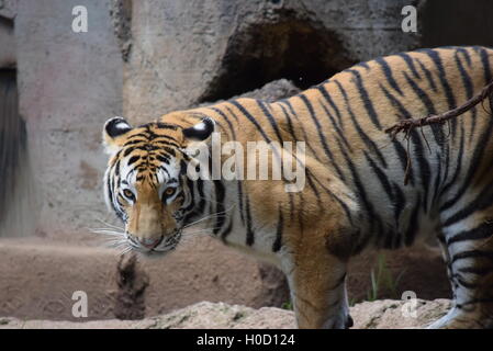 Phantera Thigris,also known as royal bengal tiger at Aurora Zoo, Guatemala Stock Photo