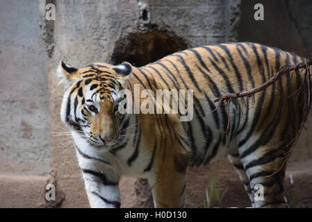 Phantera Thigris,also known as royal bengal tiger at Aurora Zoo, Guatemala Stock Photo