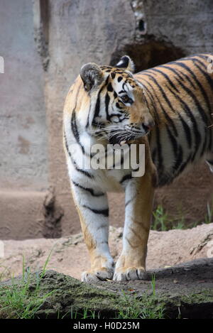 Phantera Thigris,also known as royal bengal tiger at Aurora Zoo, Guatemala Stock Photo