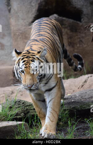 Phantera Thigris,also known as royal bengal tiger at Aurora Zoo, Guatemala Stock Photo