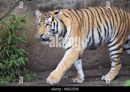 Phantera Thigris,also known as royal bengal tiger at Aurora Zoo, Guatemala Stock Photo