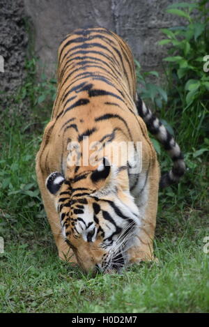 Phantera Thigris,also known as royal bengal tiger at Aurora Zoo, Guatemala Stock Photo