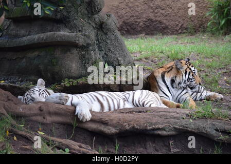 Phantera Thigris, also known as royal bengal tigers (white and orange) resting at Aurora Zoo, Guatemala Stock Photo