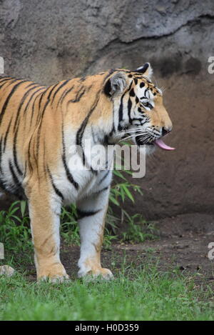 Phantera Thigris,also known as royal bengal tiger at Aurora Zoo, Guatemala Stock Photo