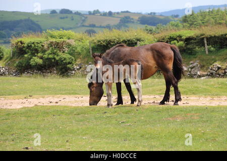 Foal and Mother in Dartmoor park Stock Photo
