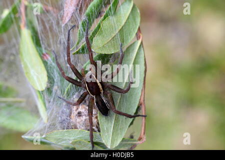 Nest of a Raft spider, the biggest and most poisonous of European spiders Stock Photo
