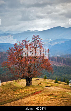 Lone tree in Carpathian autumn mountains. Cloudy fall scene Stock Photo