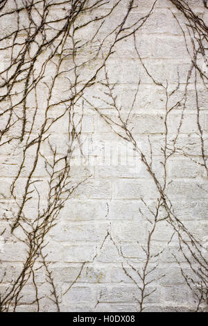 Dead ivy stems on a painted brick wall Stock Photo