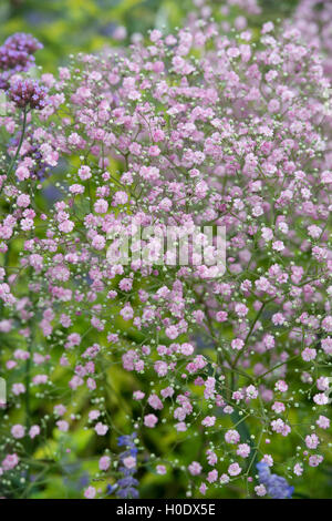 Gypsophila Paniculata (Baby's Breath) Pink