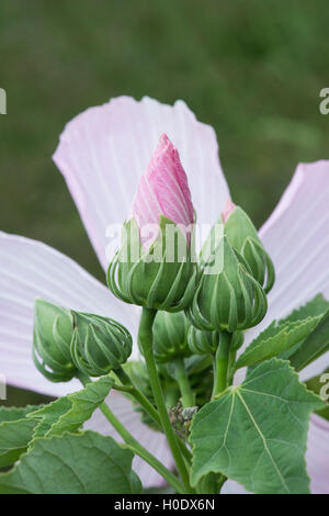 Hibiscus moscheutos. Rose mallow flower bud opening Stock Photo
