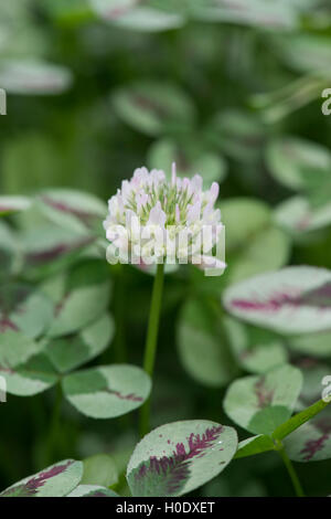 Trifolium Repens 'Dragons Blood'. Variegated Clover flower and leaves Stock Photo